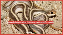 هروب جماعي لـ900 ثعبان بعد فيضانات اجتاحت شرق الصين