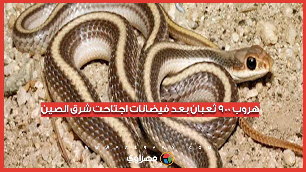 هروب جماعي لـ900 ثعبان بعد فيضانات اجتاحت شرق الصين