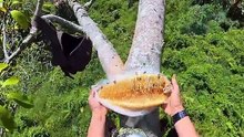 panen madu hutan #nature #honeybeedance #honeybe