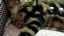 Cats Being Forced To Live With Toddlers 💀