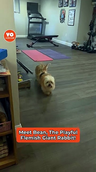 Playful Rabbit Keeps His Canine Friend on His Toes