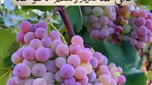 Darood o salam