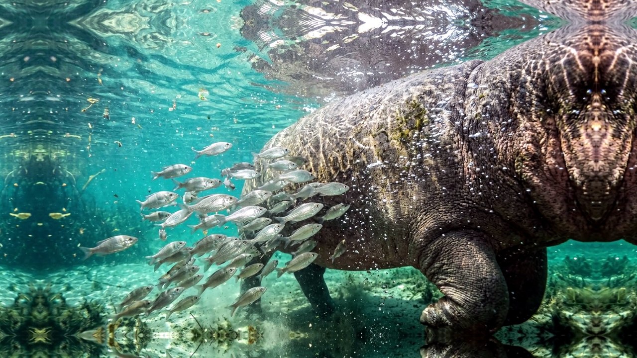 🚨 Why Does Everything Want This Hippo?