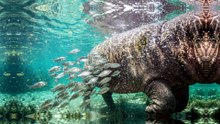 🚨 Why Does Everything Want This Hippo?