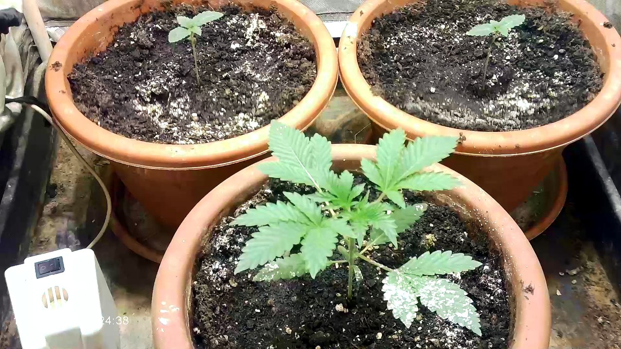 Seguimiento de la green o matic día n° 13