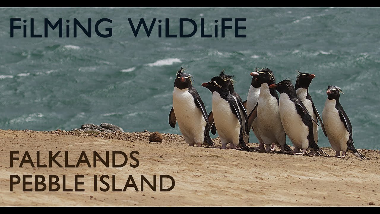 Rockhopper, Gentoo & Macaroni Penguins on Pebble Island: Falklands Wildlife Filmed!