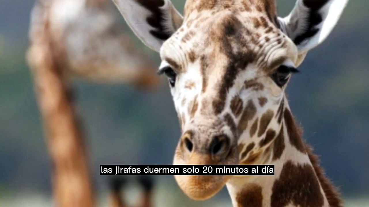 la estrategia de las jirafas para asegurar el futuro