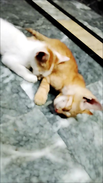 🐱 Two Sleepy Kittens Melt Everyone's Heart ❤️😻