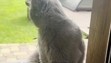 Un lézard accroché à la moustache d'un chat