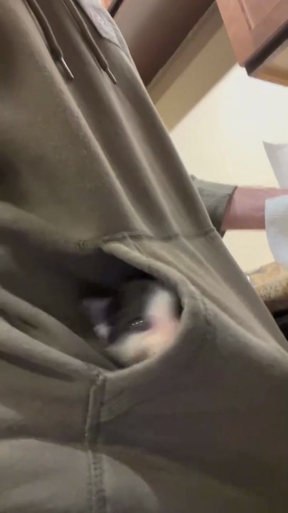 Kitten meow