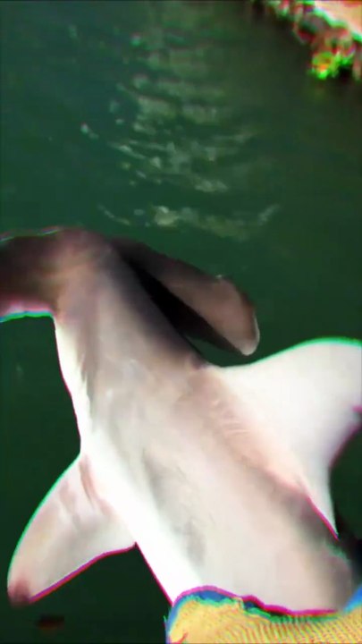Baby Hammerhead Shark Spotted Near the Shore🦈 Amazing Ocean Wildlife#HammerheadShark #Shark #marines