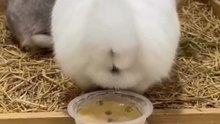 How Boba Tea Tapioca Pearls Are Made! 😱 (Funny Meme)
