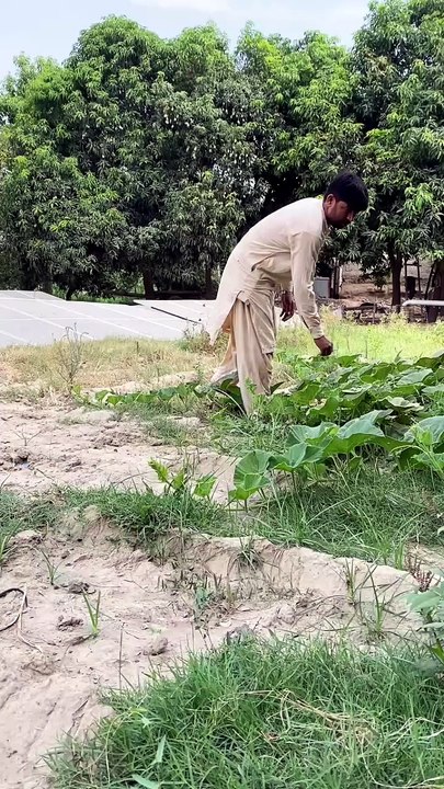 A snake appeared in the vegetable crop.