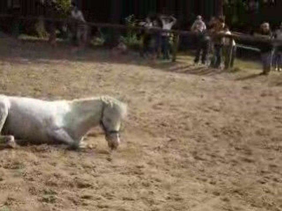 les chevaux dans la carriére