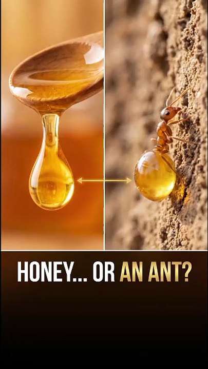 It Turned Its Body Into a Honey Jar 😲🍯