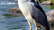 Black-crowned Night Heron of India | Real Wildlife Documentary film