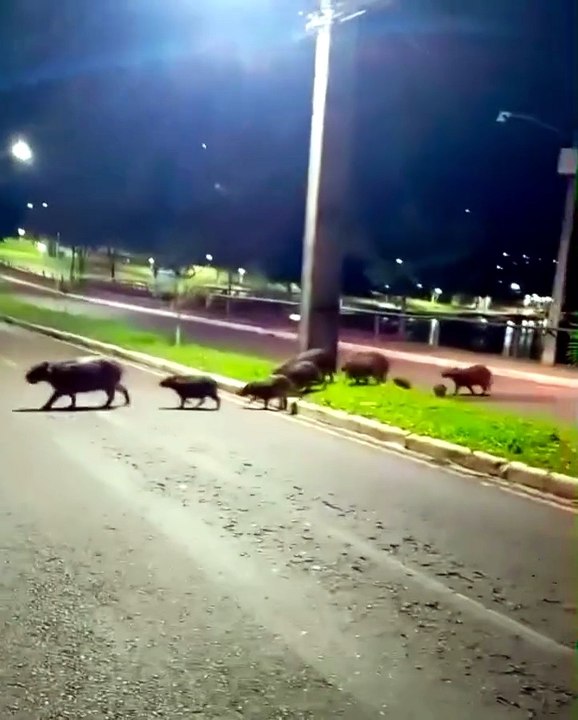 Capivaras provocam o engarrafamento mais feliz da avenida Paraná, em Umuarama