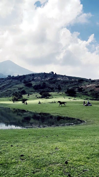 horse crossed lake for impressing his female friend