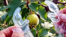 🦂🍐 Quince Grows Into a Scorpion Shape! | Incredible Time-Lapse in 4K #Quince #TimeLapse #Fruit