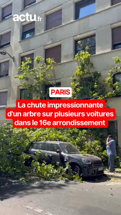 Chute spectaculaire d'un arbre à Paris