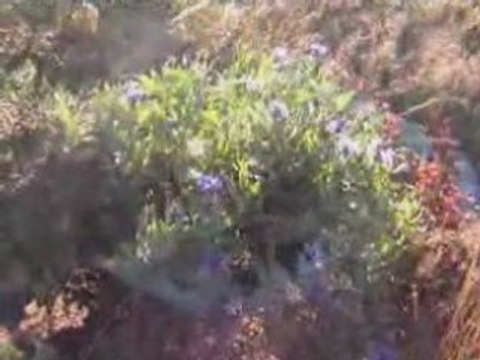 UŞAKLARUN KAVRUN GEZİSİ-kavrun.tr.gg