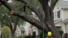 ⚠️ One dangerous tree, one expert team, one perfect finish!