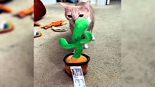 😆🐾 When Cats Forget How to Cat