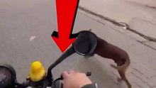 Moto Uber atacado Dog Ninja #uber #cachorro #dog  #cat