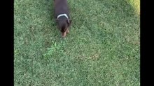 Brasiliano real story con il piccolo max