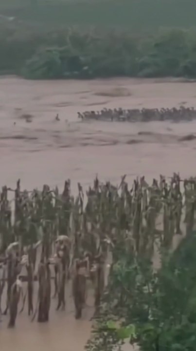 900 Snakes Escape After Flood Destroys Breeding Farm In China 😱