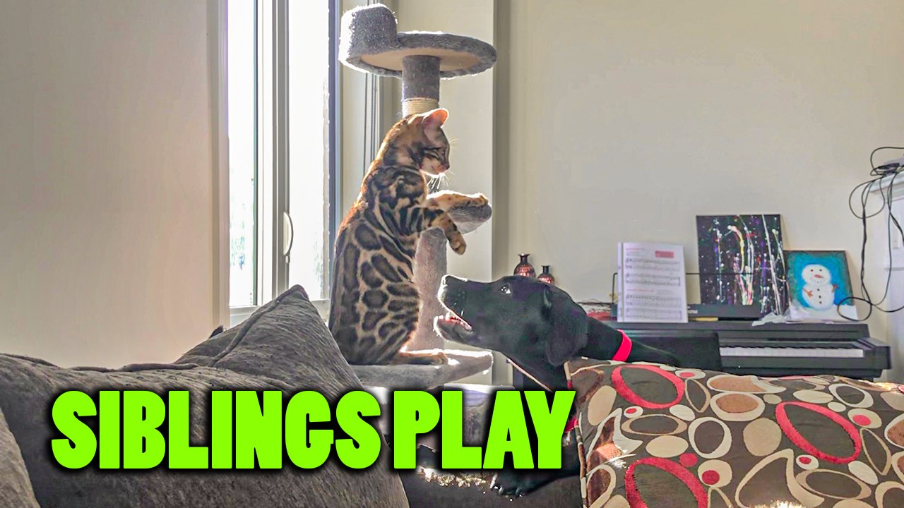 Playful Cat Teaches Puppy a Lesson in Their Lighthearted Spar