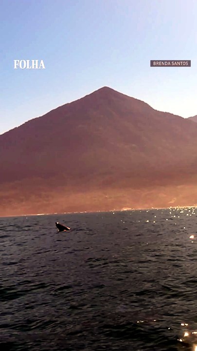 Turista faz registro raro de ‘salto’ de tubarão em Ilhabela