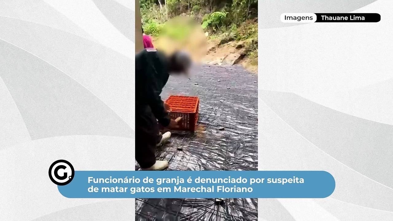 Funcionário de granja é denunciado por suspeita de matar gatos em Marechal Floriano