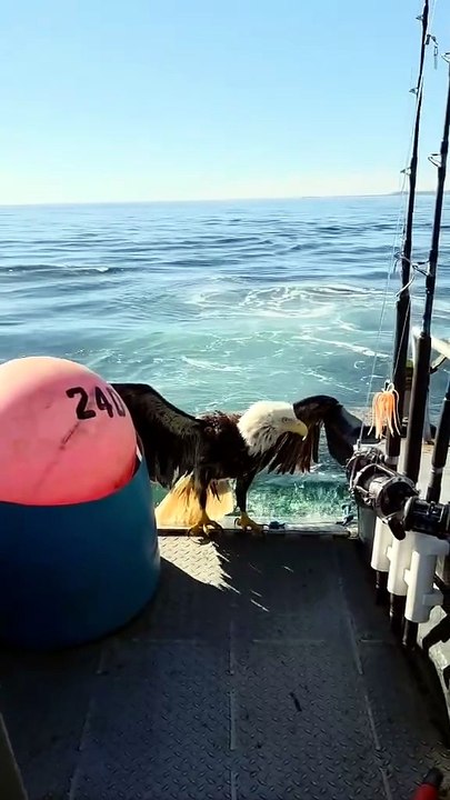 Un pygargue blessé sauvé en mer reprend son envol près de Kodiak