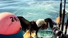 Un pygargue blessé sauvé en mer reprend son envol près de Kodiak