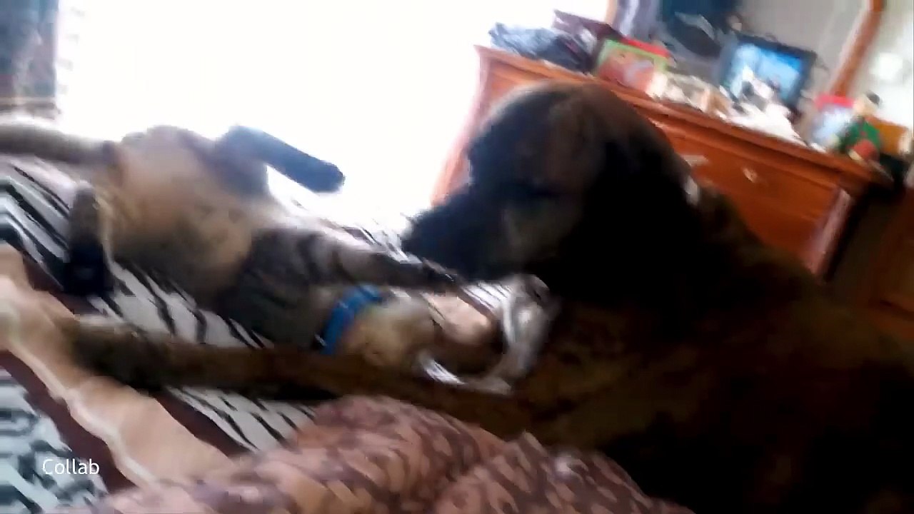 When Cats Get Brain Fog 🤣 NEW Funny Cat Videos