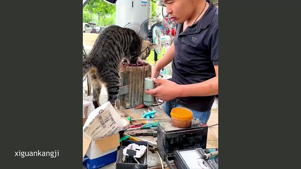 These Cats Really Can Help You Work Twice As Fast! 🤣