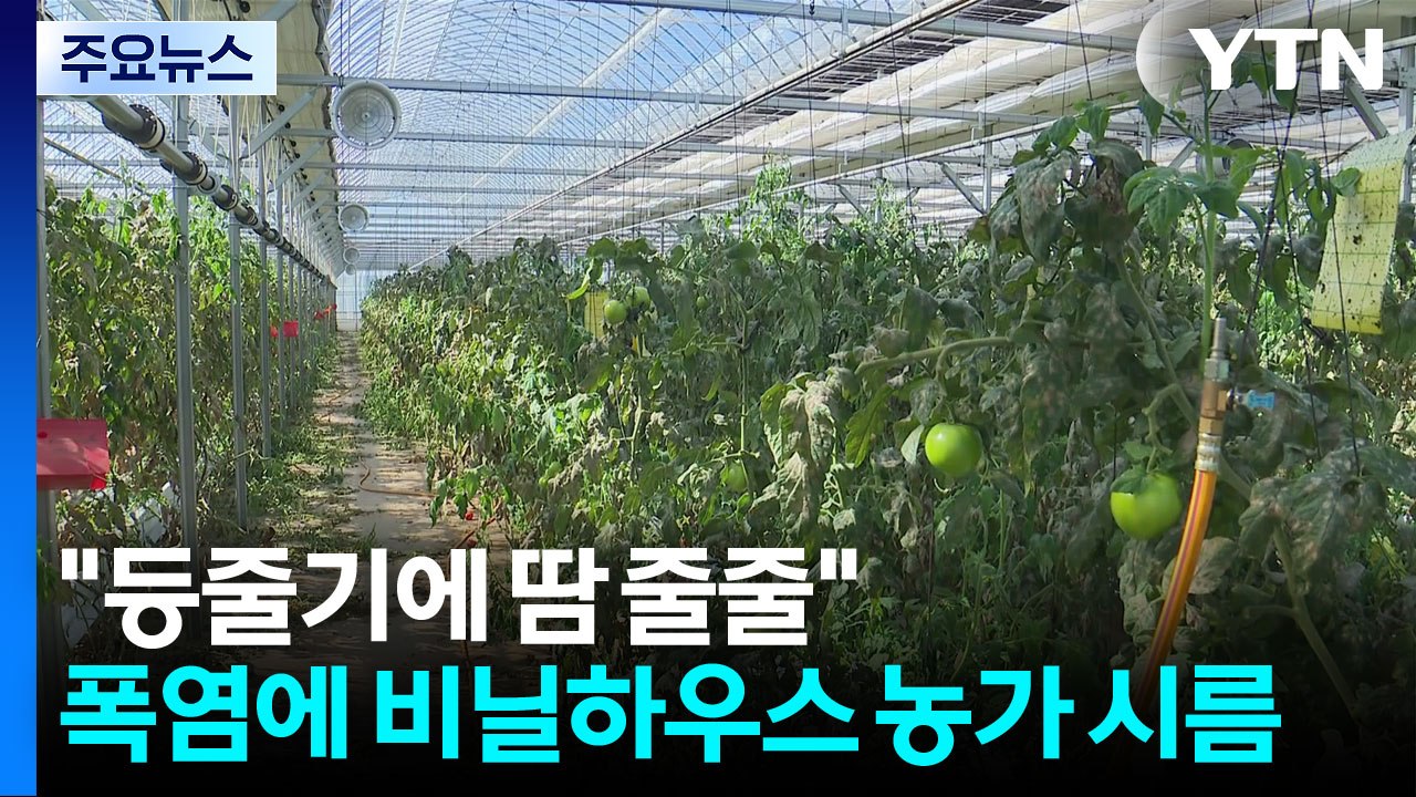 "등줄기에 땀이 줄줄"...폭염에 비닐하우스 농가도 시름 / YTN