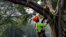 🔥 Realistic banyan tree pruning with only natural chainsaw and outdoor sounds. Watch till the end!