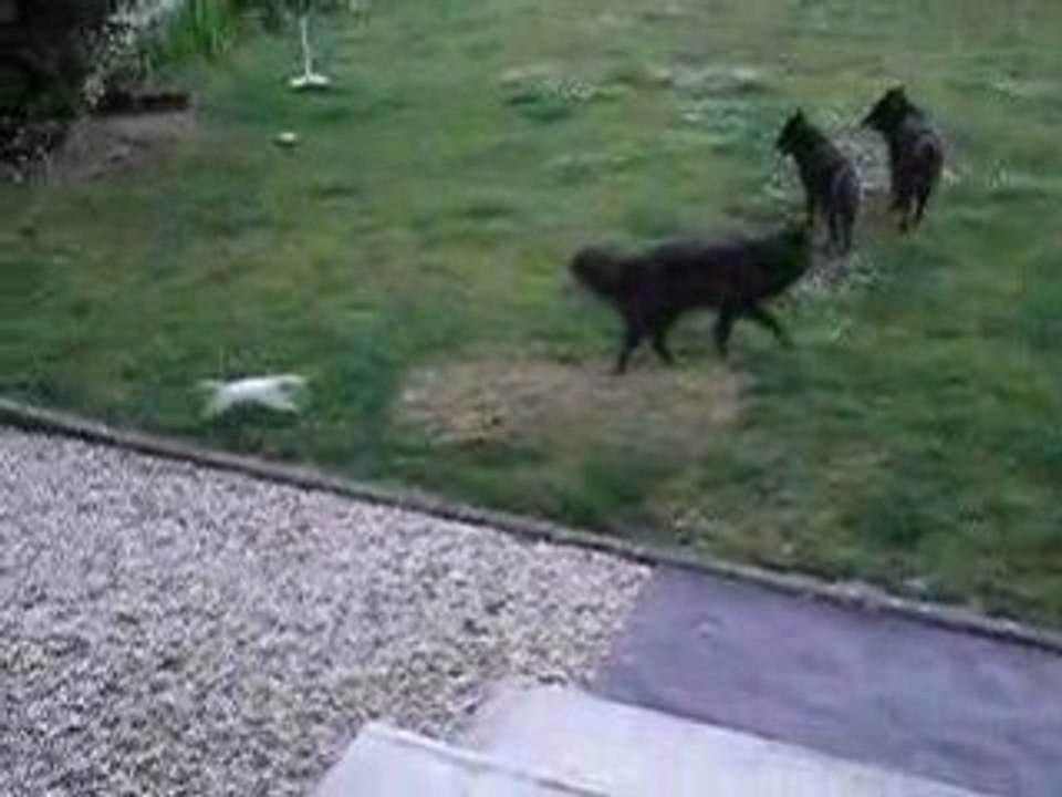 Douce, le chihuahua qui se prend pour un lapin