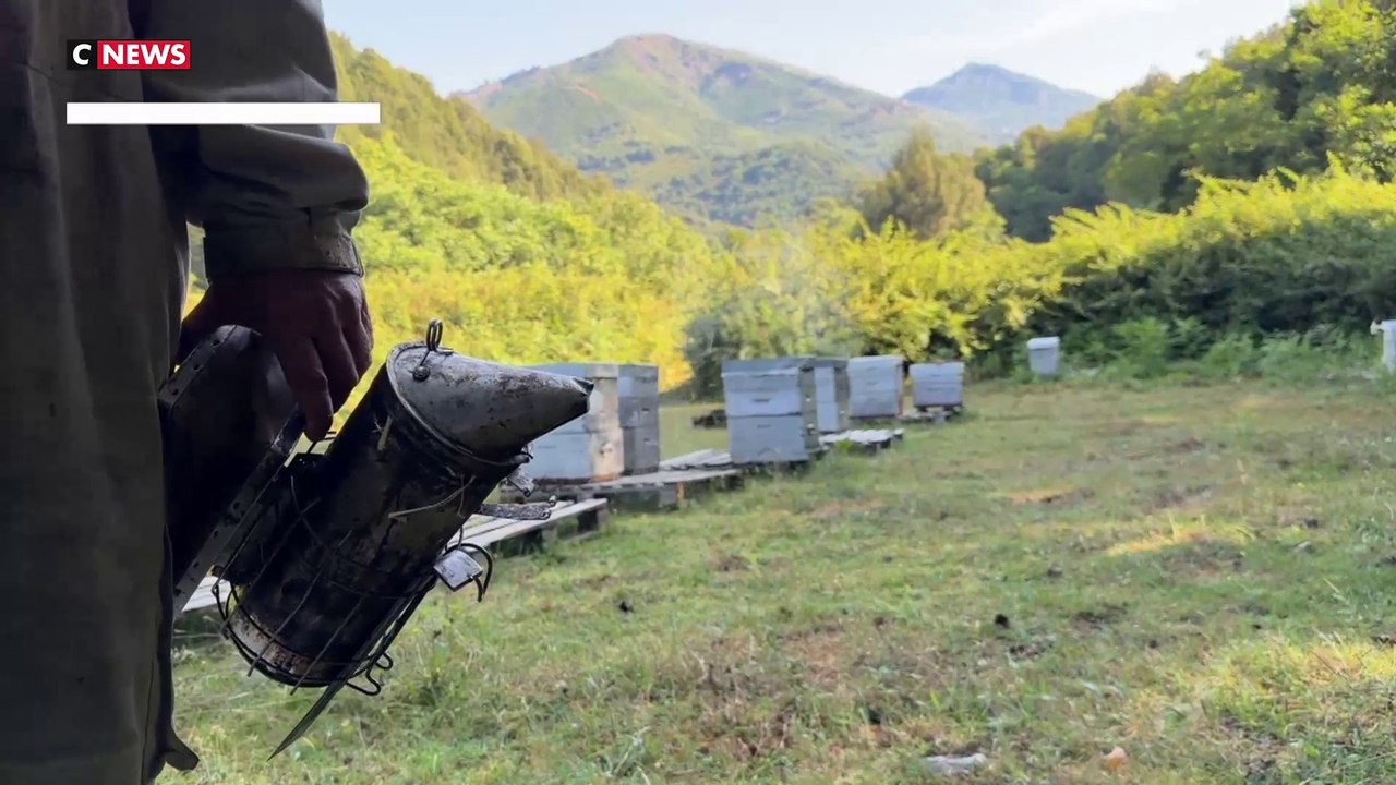 La catastrophe pour des apiculteurs corses : 240 ruches volées et des exploitations fragilisées