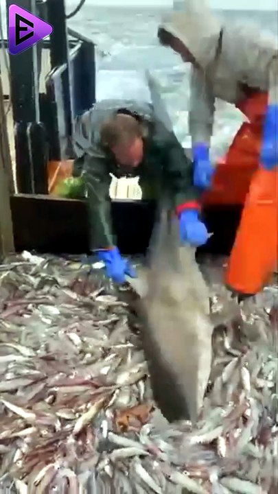البلاديوم | اصطياد سمكة قرش أثناء الصيد 🦈 😱 #elpladum #البلاديوم #اكسبلور #سمك #بحر #صيد #fishing
