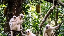 Lutung putih dipohon cempedak