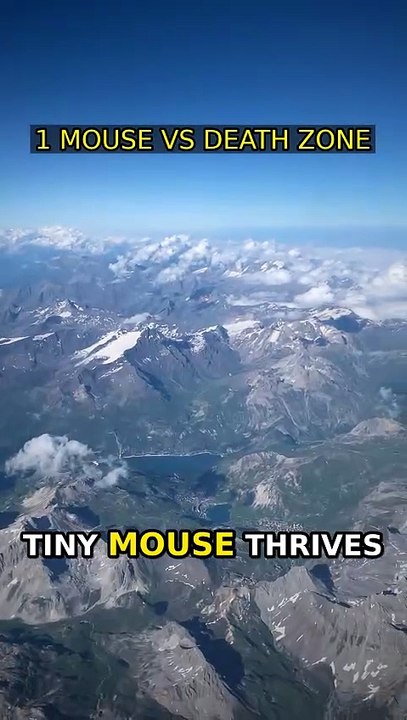 1 Mouse vs. Death Zone 🐭
