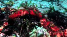 访客 Visitors @ Great Barrier Reef 大堡礁的秘密