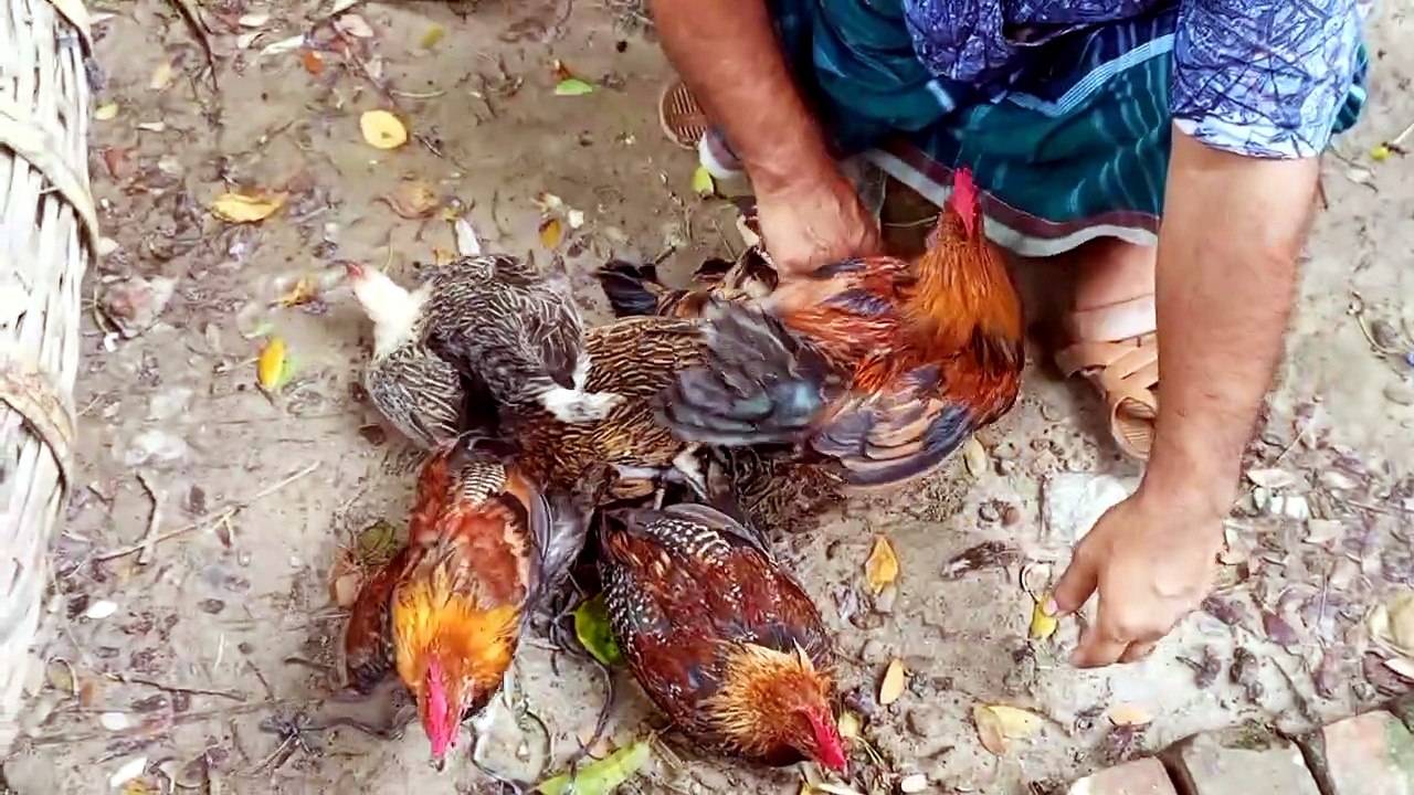 দেশি মুরগির দাম ২০২৬ | হাটে দাম কেমন দেশি মুরগির বাচ্চার?