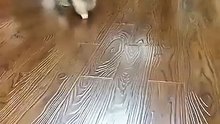 Catto like head pats | meow moments 😸