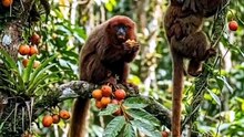 Monyet merah makan buah