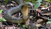 Ular kobra vs tikus