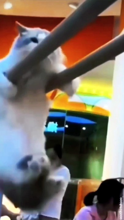 Funny videos 3  #cute #cat #cats #family #sport
